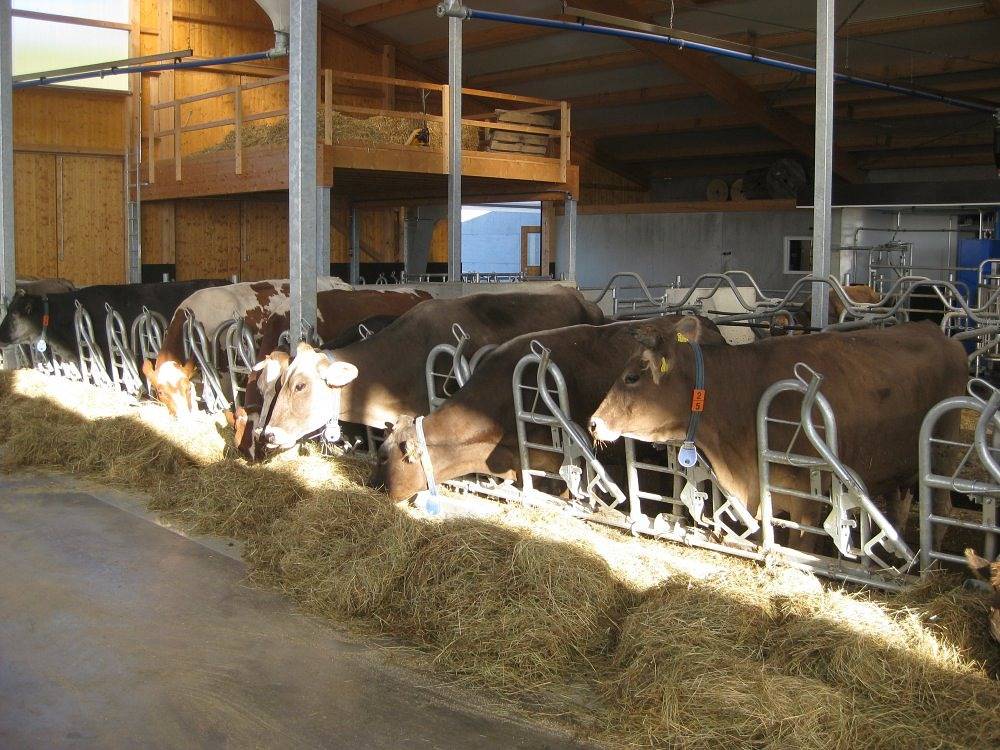 Jakobsbauernhof - Hofblick in Freiamt, Zuidelijk Zwarte Woud