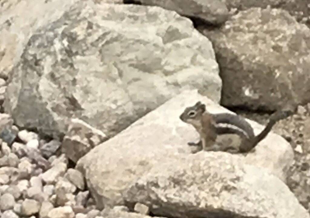 Spring get away near Rmnp-Estes Park discounts available. Pet Friendly in Allenspark, Boulder County