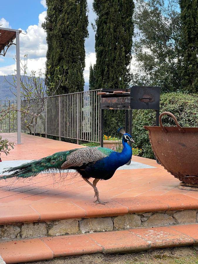 Chambre d’hôte pour 2 personnes, avec jardin et piscine ainsi que jacuzzi et sauna à Greve In Chianti - 4
