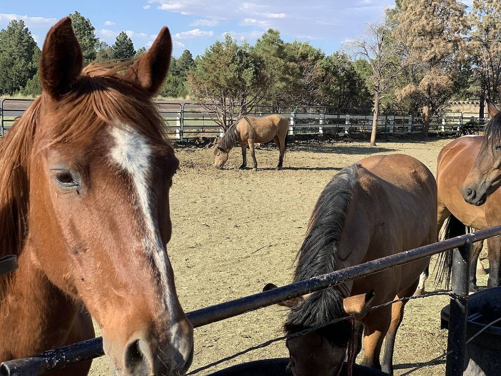 Schöne Bärenteich Kabine Wifi, Satellitenschüssel, Reiten in Navajo County