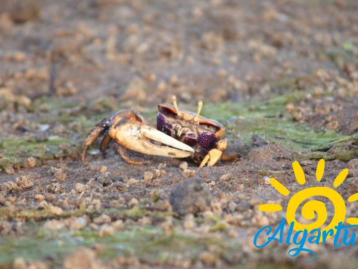 Gîte pour 4 personnes, adapté aux familles en Algarve - 3