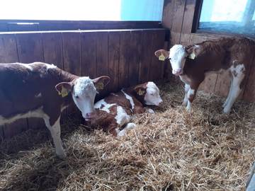 Ferienhaus für 4 Personen in Grafenau, Ostbayern, Bild 3
