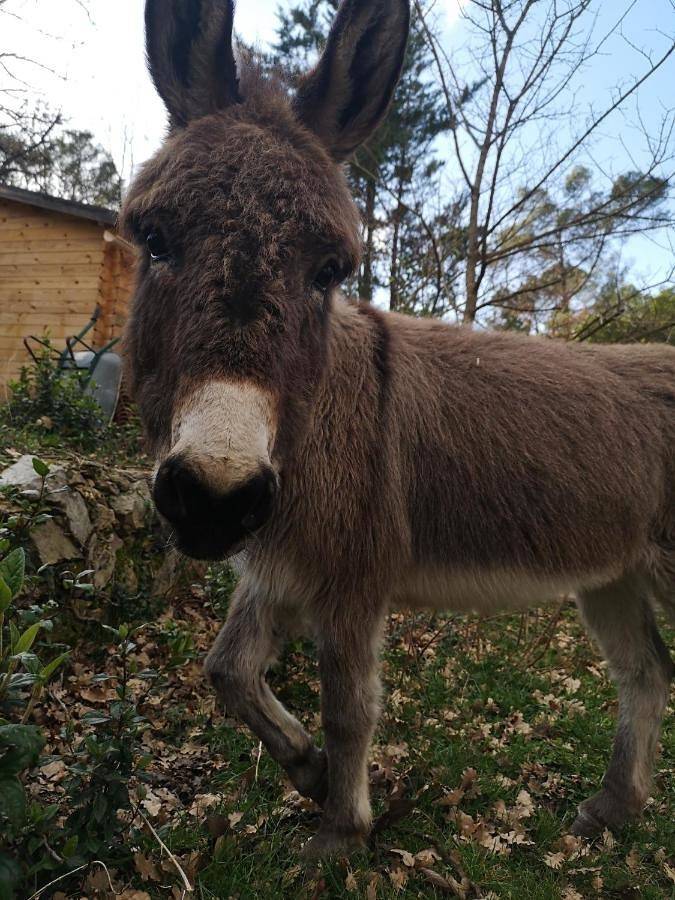 Gîte pour 4 personnes, avec vue ainsi que piscine et jardin à Tourves - 4
