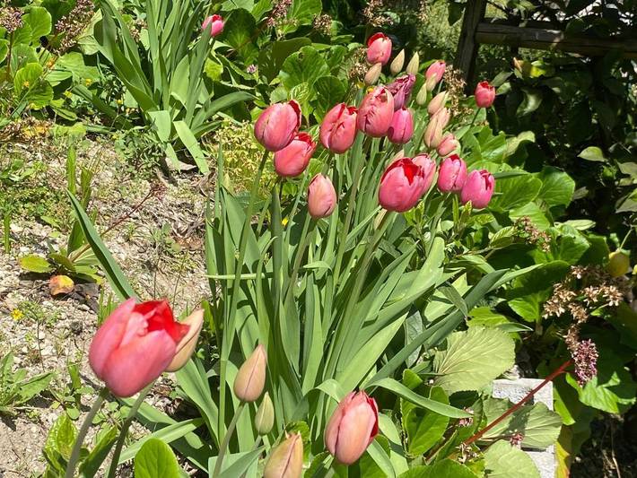 Ferienwohnung für 5 Personen, mit Balkon und Garten sowie Ausblick in Limone sul Garda - 4