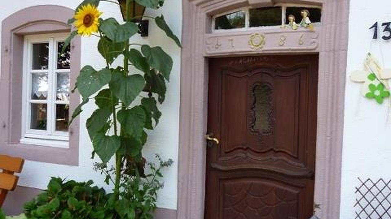 Ganze Ferienwohnung, Ferienwohnung für 4 Personen (60 m²) in Halsdorf in Halsdorf, Eifelkreis Bitburg-Prüm