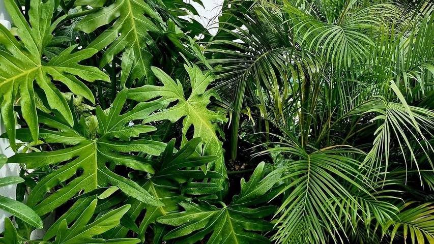 Location de vacances pour 4 personnes, avec terrasse dans Saint Martin - 3