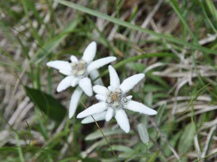 Ferienwohnung für 4 Personen, mit Balkon und Garten, kinderfreundlich in Sankt Jakob in Defereggen - 3