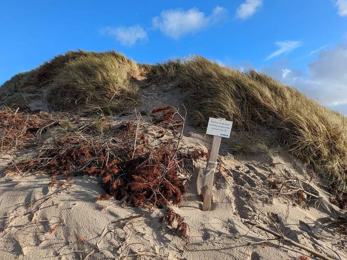 Ferienhaus für 6 Personen, mit Garten und Terrasse, kinderfreundlich in Vedersø Klit - 4