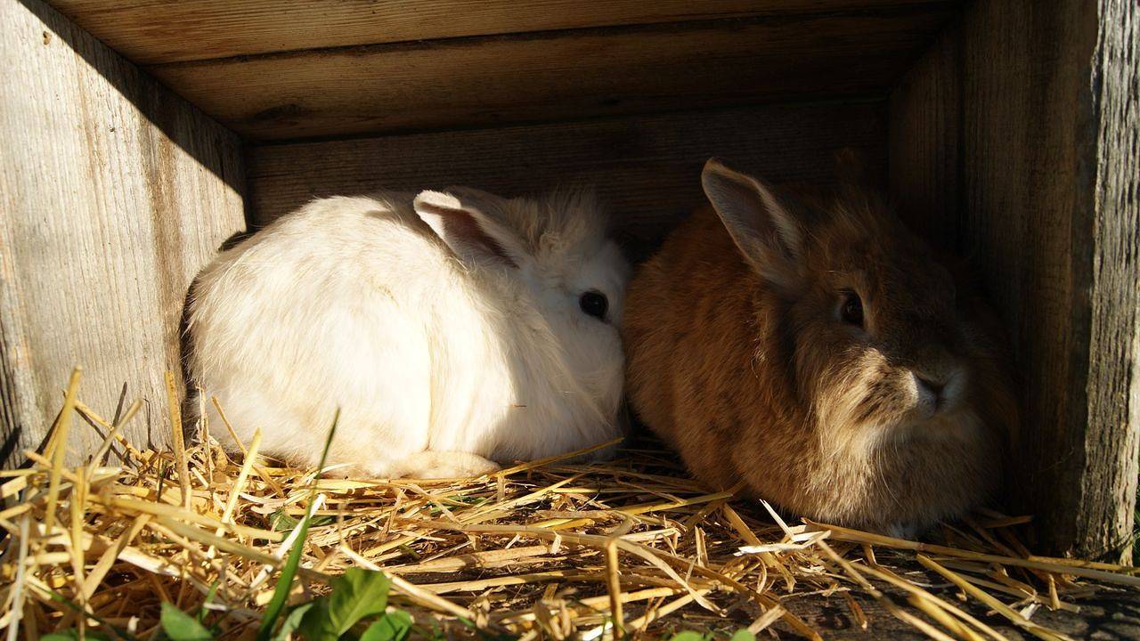 Ganze Ferienwohnung, Ferienwohnung für 4 Personen (50 m²) in Seeon-Seebruck in Seebruck, Chiemsee