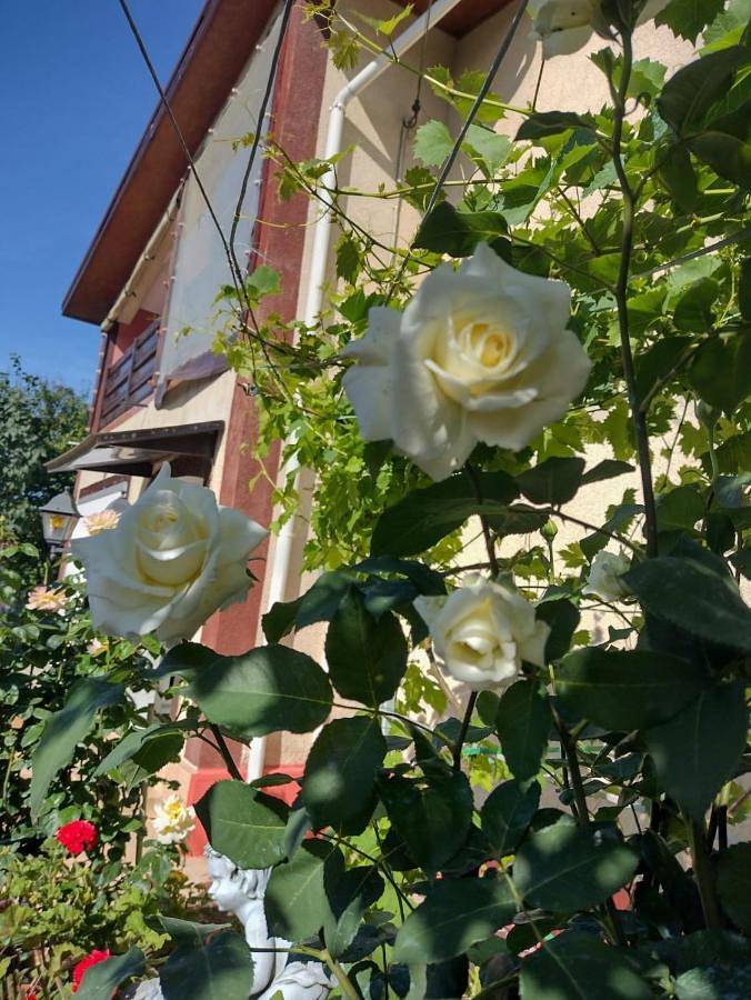 Maison d’hôte pour 3 personnes, avec jardin dans Constanța - 2