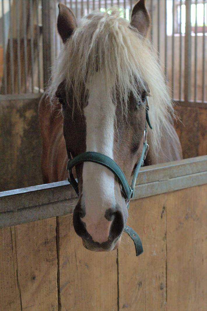 Bauernhof für 5 Personen, mit Garten und Pool in Mittlerer Schwarzwald - 4