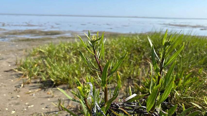 Ferienhaus für 9 Personen, mit Sauna und Garten sowie Whirlpool in St. Sjørup - 4