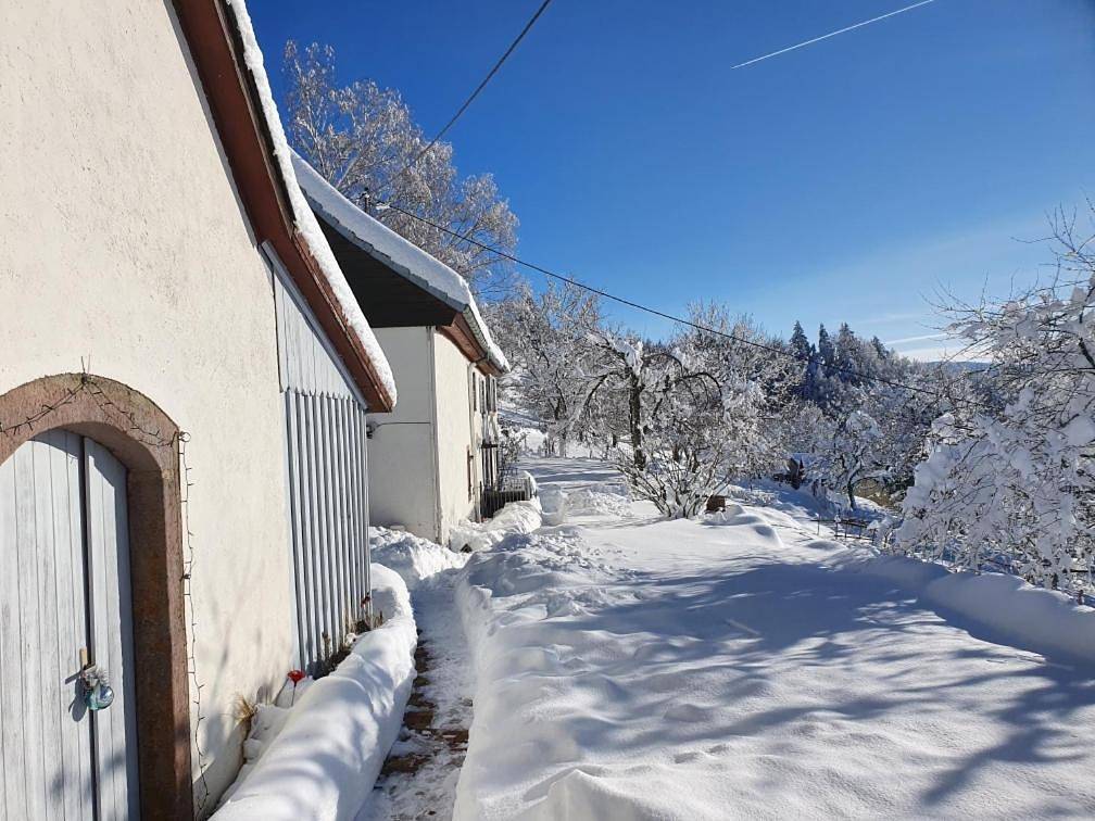 Le nid du Kaloui in Fréland, Parc naturel régional des Ballons des Vosges