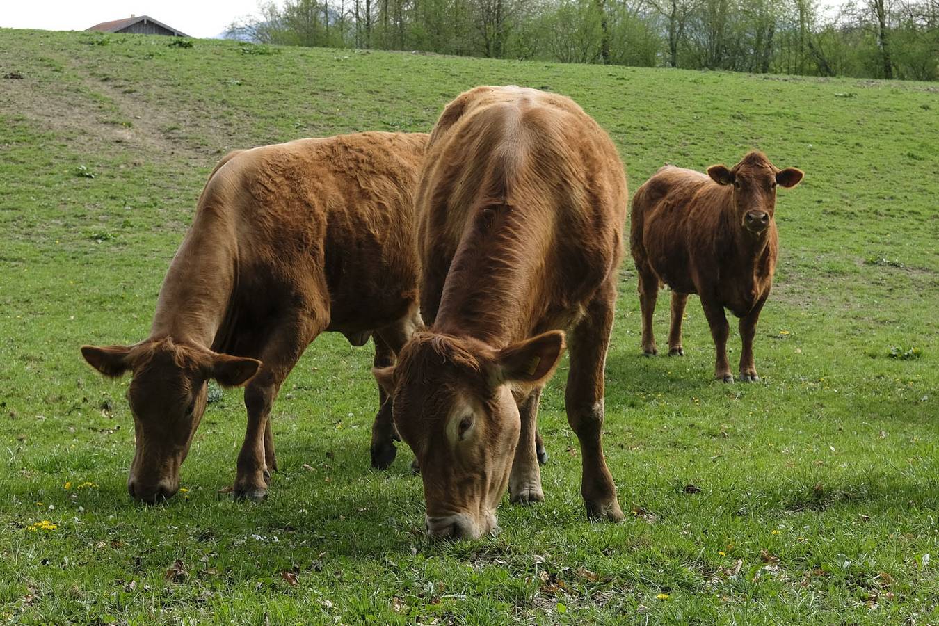 Ganze Ferienwohnung, Naturlandhof Mitterer - Ferienwohnung 1 mit Terrasse für max. 6 Personen in Seebruck, Chiemsee