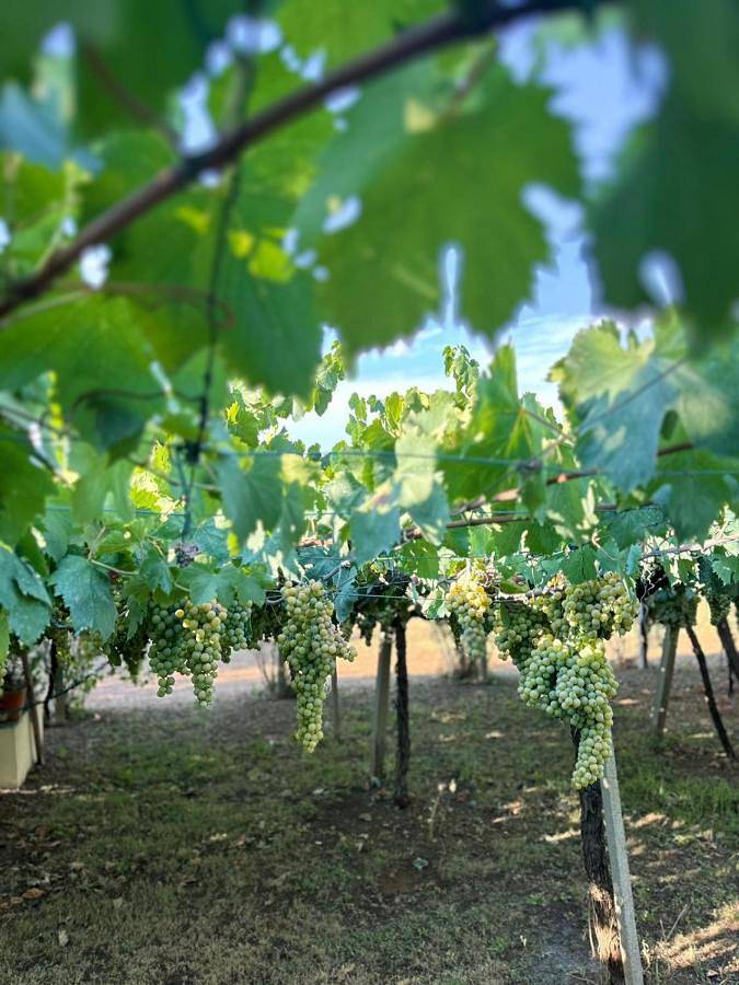 Casa Vacanze Podere Radici in Velletri, Castelli Romani