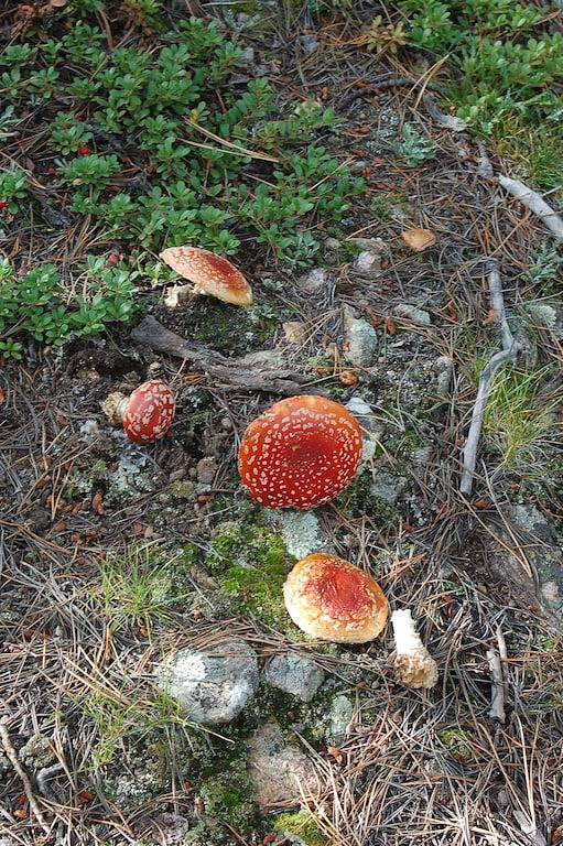 Quartz Point Ranch: 20 beautiful acres to roam! in Arapaho and Roosevelt National Forests