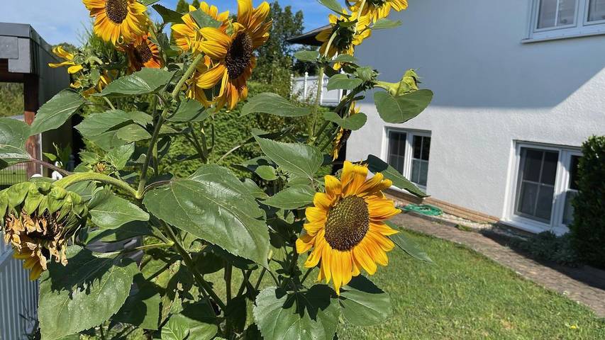 Ferienwohnung für 2 Personen, mit Garten in Rheinland-Pfalz - 3