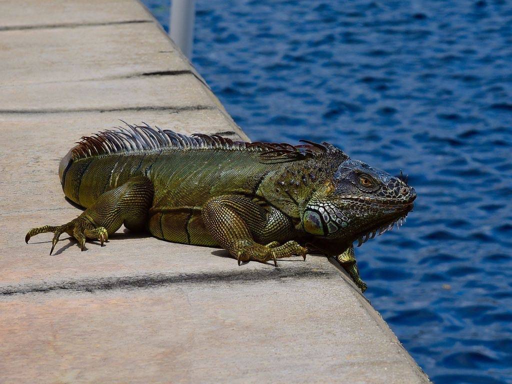 Ganze Wohnung, 2 Schlafzimmer Wohnung am Lake Okeechobee Bass und Sun Condominium in Clewiston, Lake Okeechobee