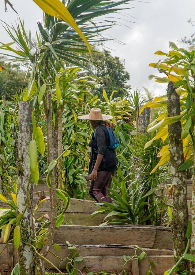 Gîte pour 5 personnes, avec jardin et vue en Martinique - 4