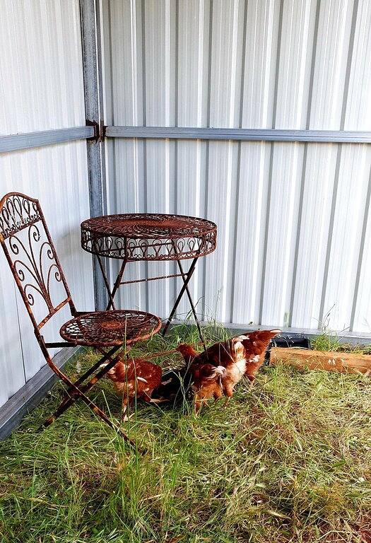 Ninghan Park Hof- Bauernhof Beherbergung in Western Australia