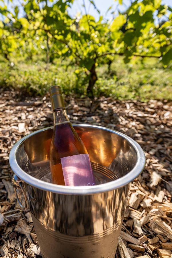 Holmegaard vin og glamping in Dannemare, Schwedische Ostsee