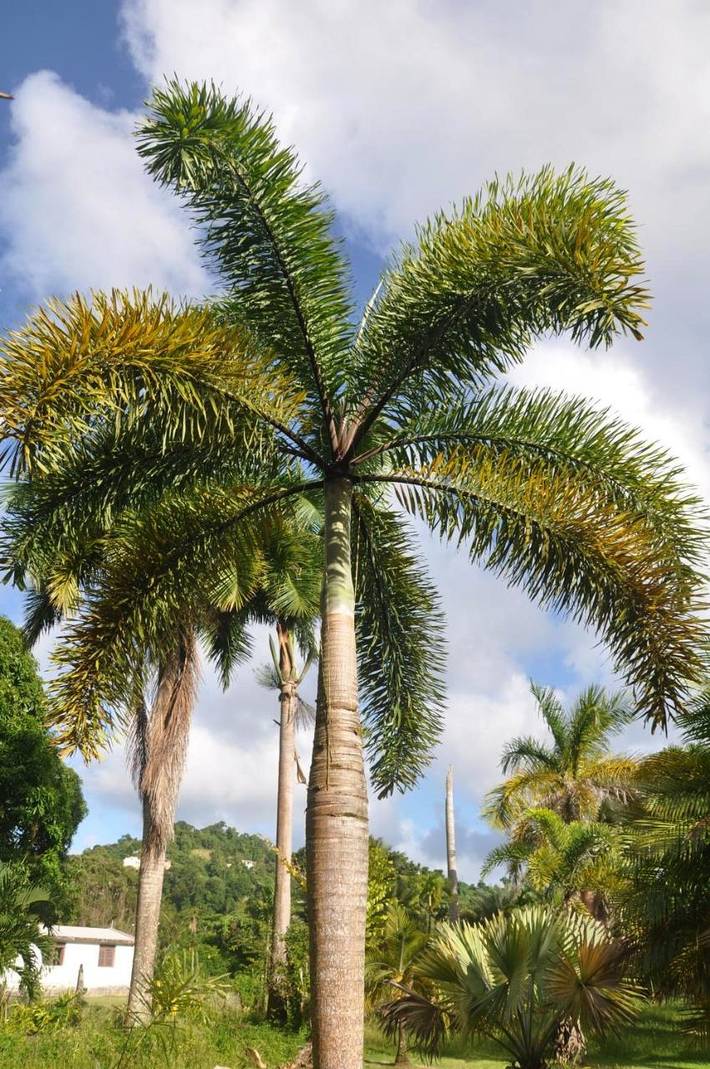 Location de vacances pour 6 personnes, avec piscine ainsi que vue et jardin à Rivière-Pilote - 2