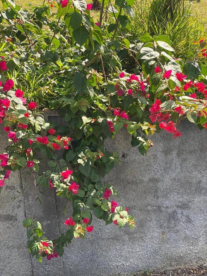 Location de vacances pour 2 personnes, avec jardin et vue dans Plage de Grande Anse - 2
