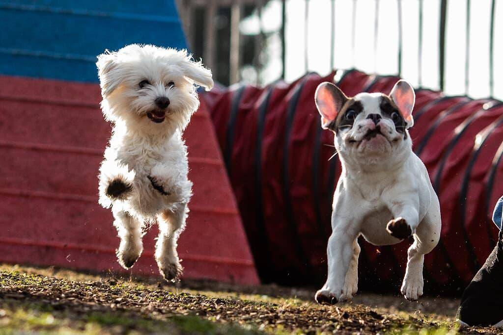Hunderesort Waldeck - Urlaub mit Hund im Bayerischen Wald - Doppelzimmer in Philippsreut, Ostbayern