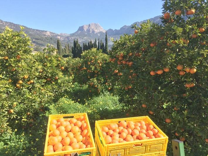 Finca mit hund für 2 Personen, mit Terrasse und Garten sowie Pool und Ausblick in Sóller - 3