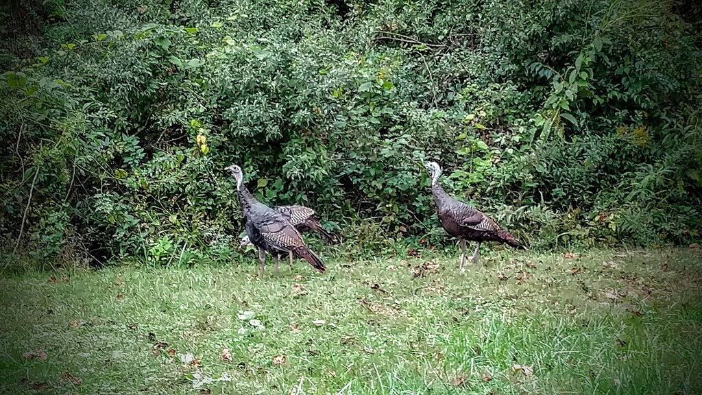 Sommer bei Railway Rest in der Nähe von Asheville - genießen Sie Bequemlichkeit und Komfort in McDowell County