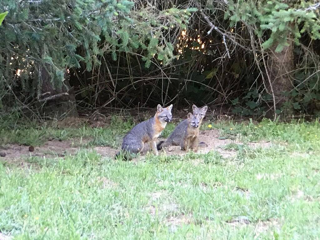 Ganze Wohnung, Gemütlicher und charmanter Apfelblüten-Retreat mit geteiltem Whirlpool - wir sind zurück !! in California North Coast