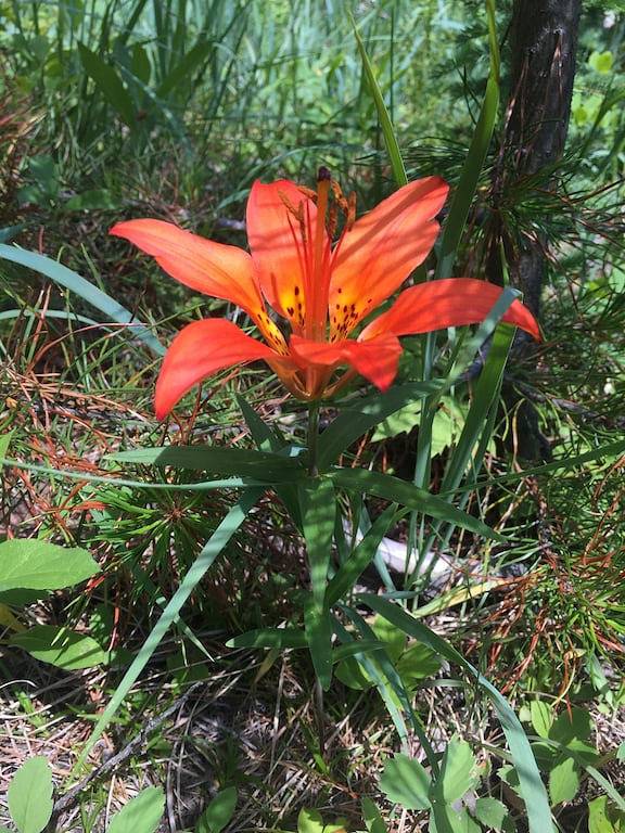 Eine wunderschöne Blockhütte im Herzen der kanadischen Rocky Mountains in Kanadische Rocky Mountains