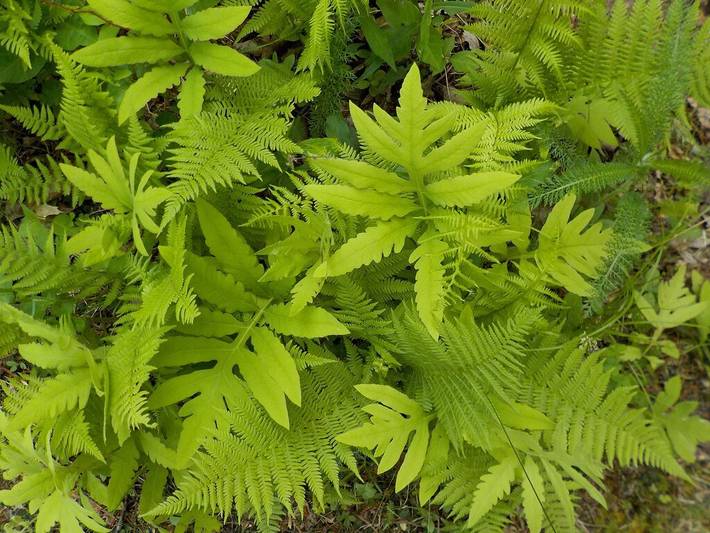 Cottage for 4 people, with terrace in Connecticut