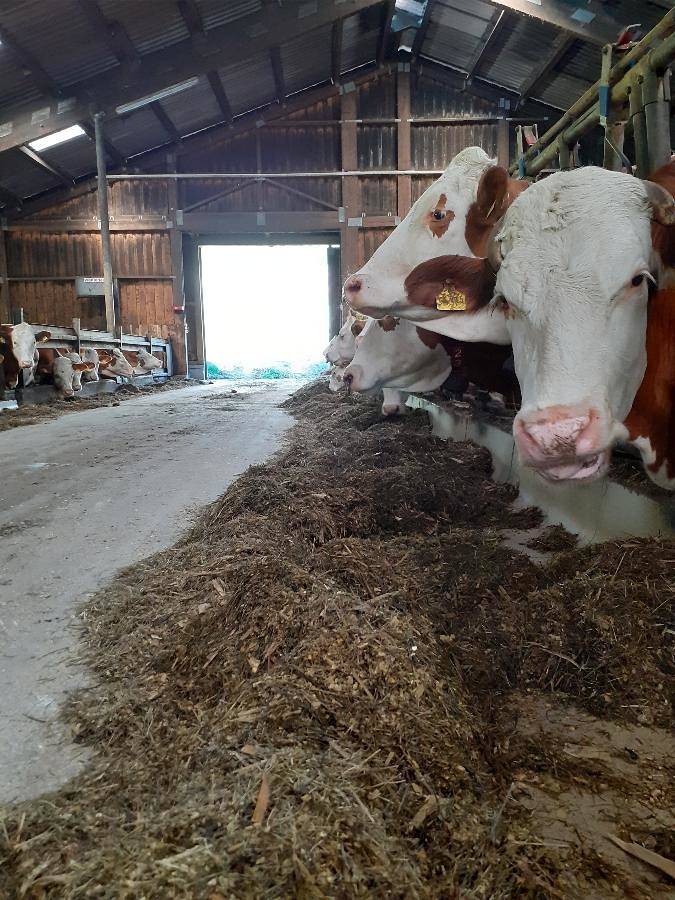 Mattheishof - Ferienwohnung Ii/ Bauernhaus in Grafenau, Ostbayern