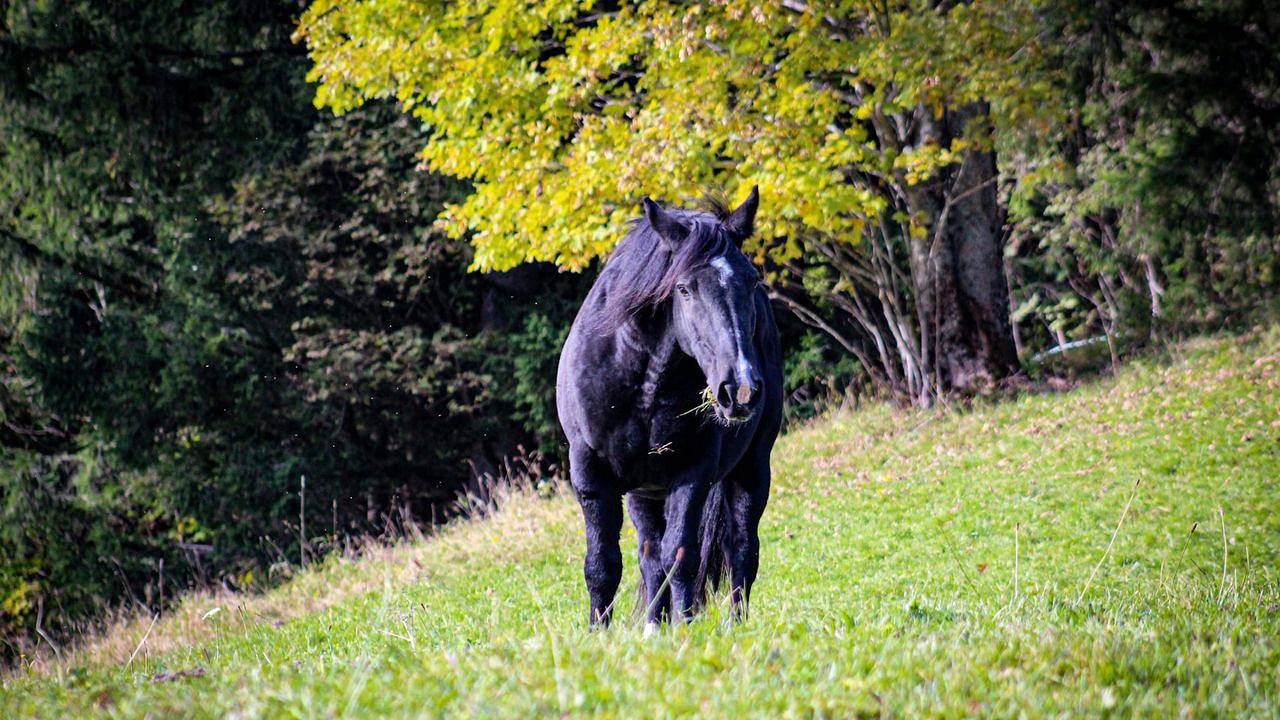 Ferienhaus für 5 Personen (90 m²) in Berchtesgaden in Göllstock, Berchtesgaden