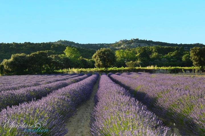 Location de vacances pour 2 personnes, avec Terrasse et Jardin ainsi que Piscine et Vue à Suze-la-Rousse