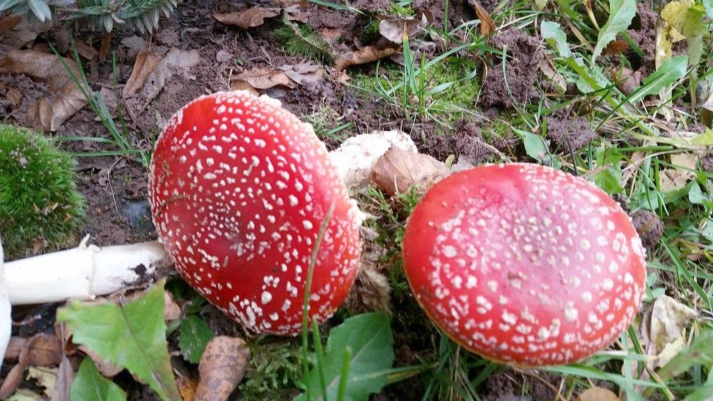 Ganze Wohnung, Ferienhäuser Zur Schäferei - Hirschblick & Rosenhecke mit kostenfreiem Wlan in Mitwitz, Oberfranken