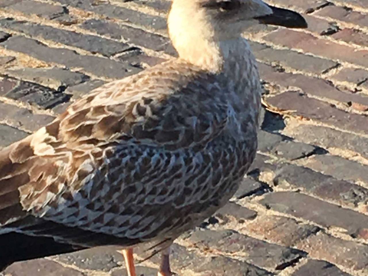 Ganze Ferienwohnung, Wichmann, Anke - Ferienwohnung Nordseebrise in Dangast, Varel