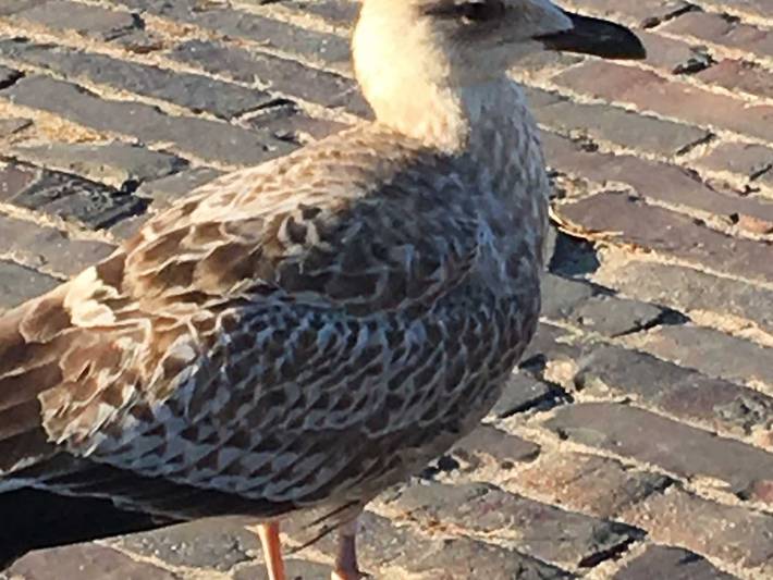 Ferienwohnung für 4 Personen, mit Balkon, kinderfreundlich in Dangast - 3
