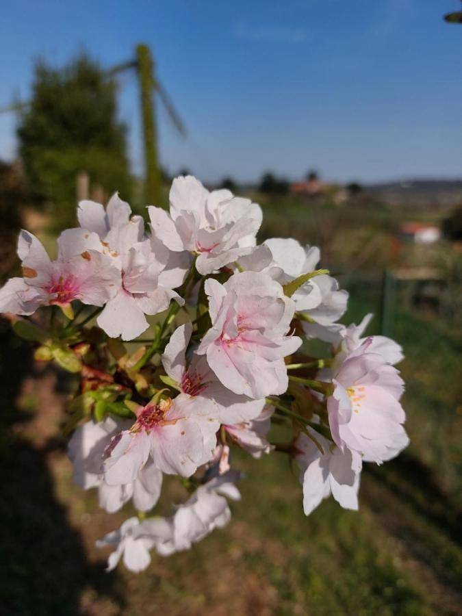 Location de vacances pour 3 personnes, avec balcon à Zugliano - 3