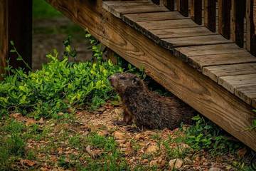 Chalet for 6 Guests in Table Rock Lake, Taney County, Picture 1
