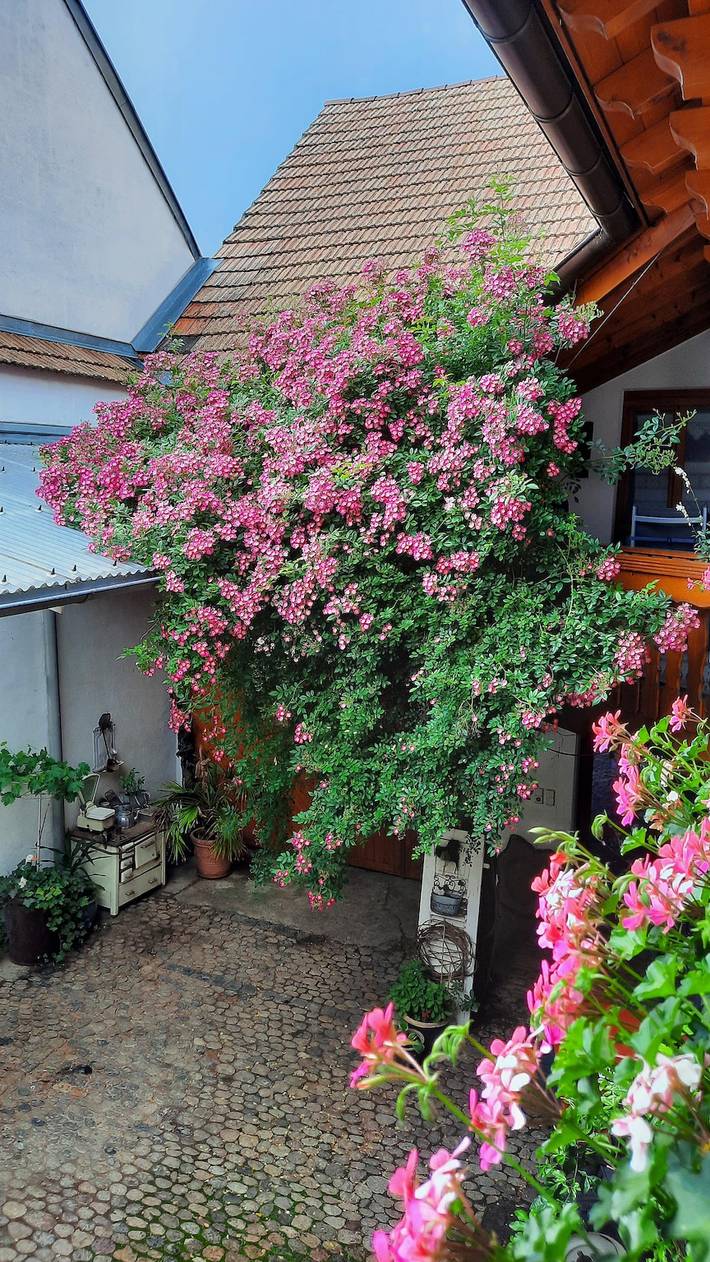 Ganze Ferienwohnung, Winzerhof Hohwieler - Abtsweingarten, 30 qm, 1-2 Personen in Ihringen am Kaiserstuhl, Kaiserstuhl