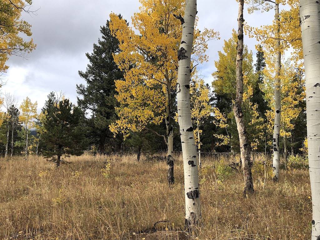 Quartz Point Ranch: 20 beautiful acres to roam! in Arapaho and Roosevelt National Forests