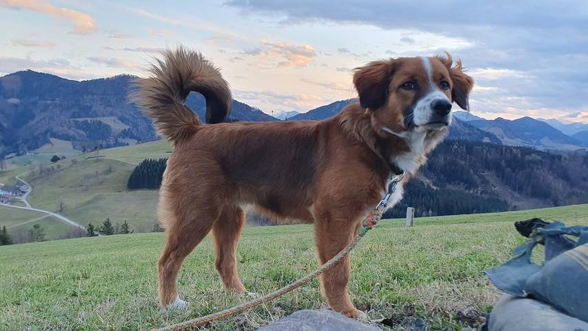 Bauernhaus für 2 Personen, mit Garten und Balkon, mit Haustier in Niederösterreich - 4