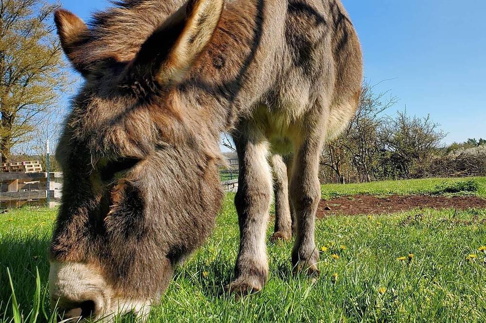Ganze Wohnung, Ferienwohnung\"Eselstube\"! Urlaub auf dem Bauernhof in der Eifel in Nettersheim, Naturpark Hohes Venn-Eifel