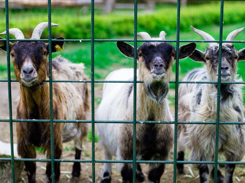 Ferienhof Schwien - Spatzennest in Malente, Ostholstein