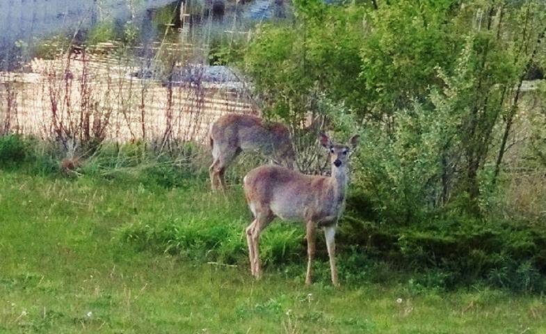 Vacation rental for 12 people, with yard and pool as well as terrace and hot tub in South Haven