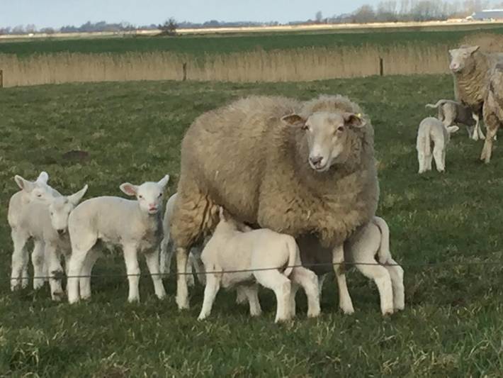 Ferienwohnung für 2 Personen, mit Garten in Tating - 3