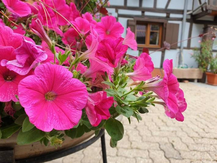 Location de vacances pour 5 personnes à Wingersheim - 2