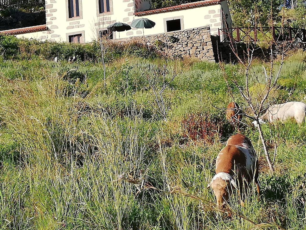 Ländliches Haus Las Caldereras in Teror, Gran Canaria Norte